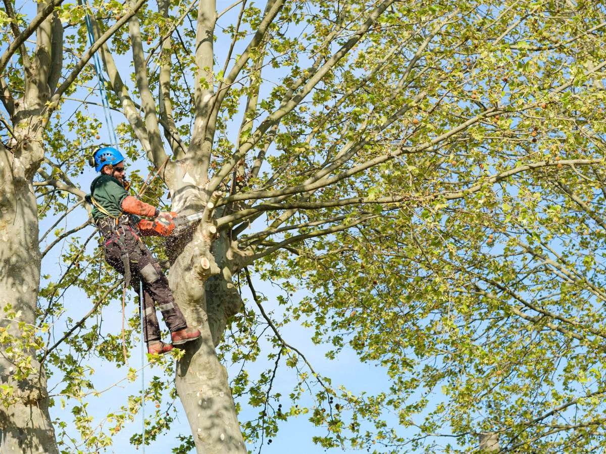 Abattage sécurisé d’un arbre