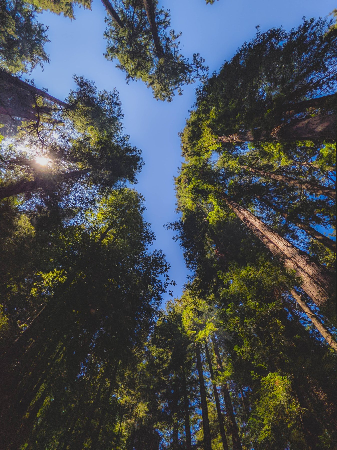 Vue du houppier depuis le sol, diagnostic d’un arbre