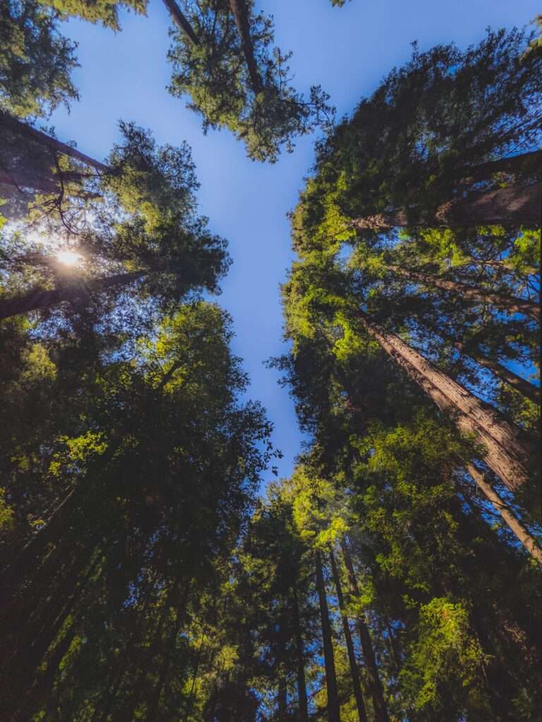 Diagnostic des arbres à Anduze