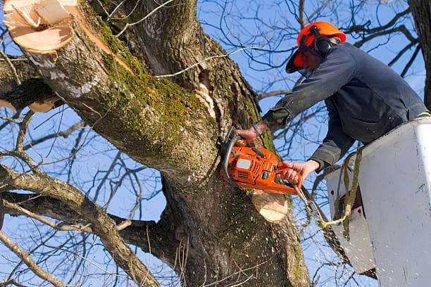 Entretien régulier des arbres à Bellegarde