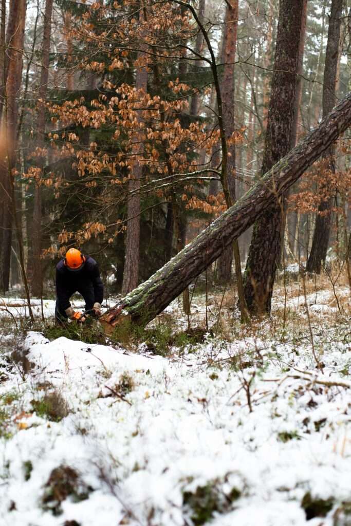 Tarif abattage d'arbre pour particulier à Arles